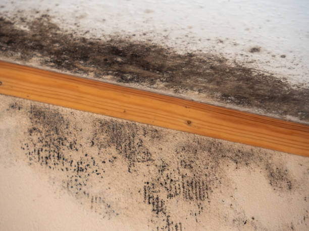 Best Airborne Mold Testing  in Southmont, NC
