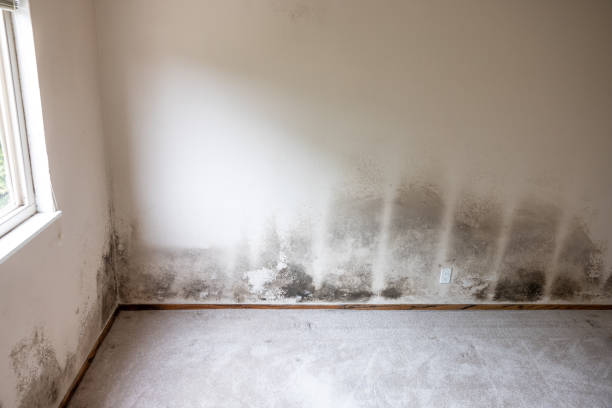 Best Mold Remediation for Healthcare Facilities  in Southmont, NC
