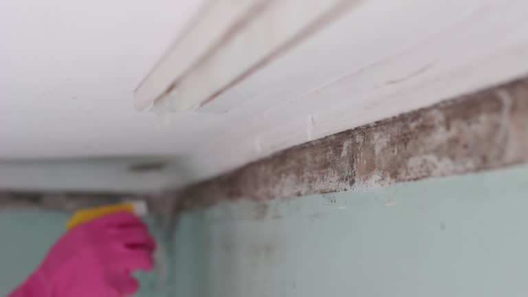 Best Mold Damage Restoration  in Southmont, NC